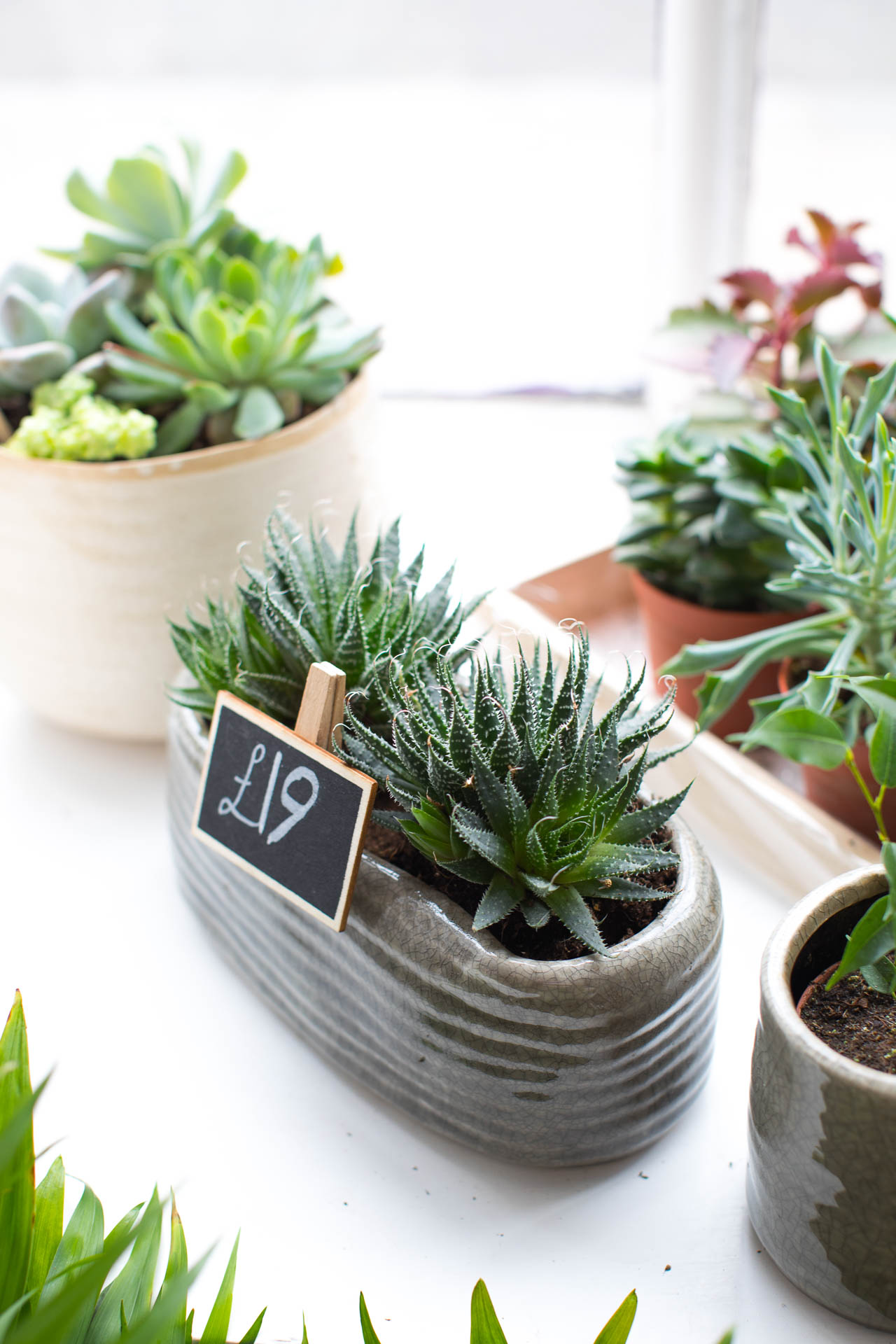 product photography of succulents